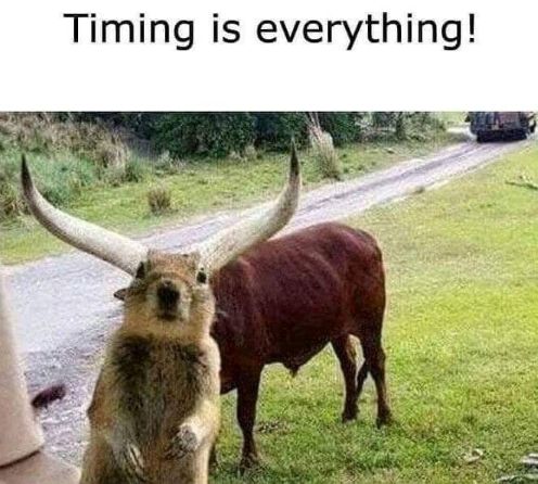 gopher bull timing.jpg